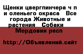 Щенки цвергпинчера ч/п и оленьего окраса - Все города Животные и растения » Собаки   . Мордовия респ.